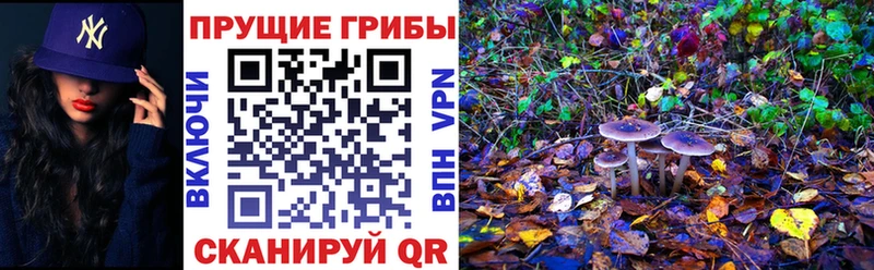 Псилоцибиновые грибы мицелий  блэк спрут маркетплейс  Белоозёрский 